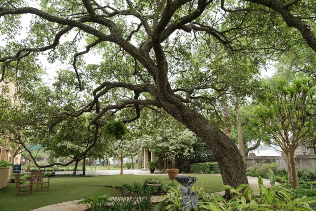 Majestic oak tree on The Bryan Museum grounds, a signature backdrop for wedding ceremonies.